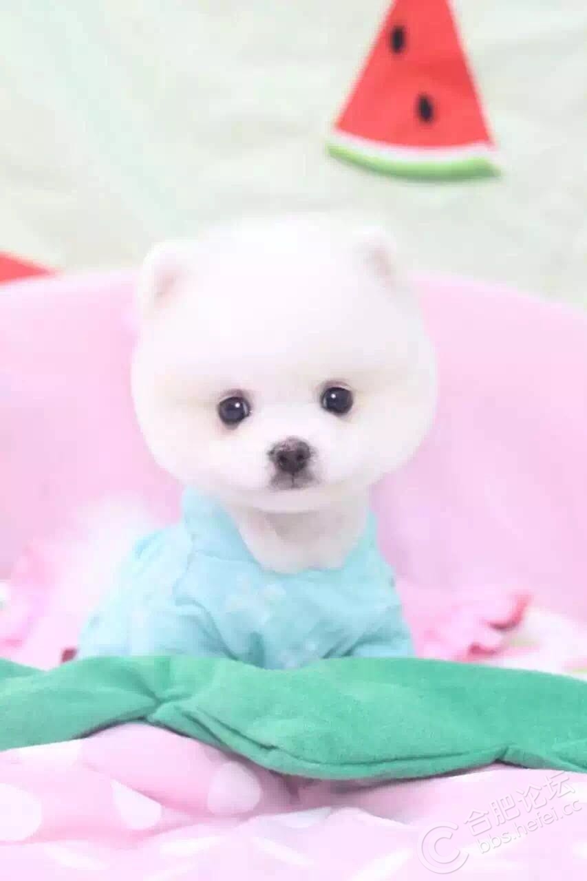 我们出售的狗狗驱虫疫苗都是按照标准流程完成的所有幼犬都在出生后第30天:开始对它体内外驱虫; 第48天:打第一针荷兰英特威二联第65天:打第二针荷兰英特威四联; 第85天:打第三针荷兰威六联疫苗。买回去以后您可以带去宠物店检查狗狗身体是否健康,我们保证所出售的狗狗都是百分百纯的上门挑选的话您可以亲眼看见狗狗的父母,绝不会饲养串串来唬弄客人的我们承诺假一赔十。