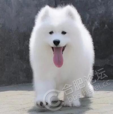 有兴趣的爱狗人士可以联系我:1481535649(微信qq同号)